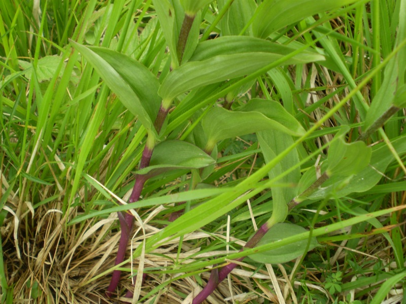 Epipactis atrorubens